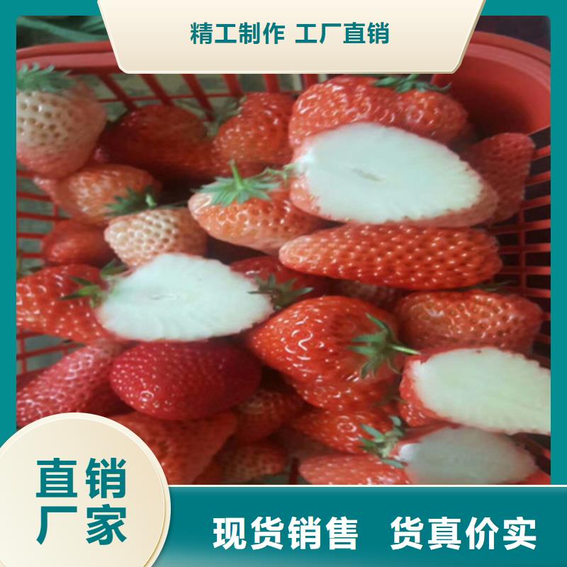 草莓苗-【黃金蘋果樹苗基地】全新升級品質保障