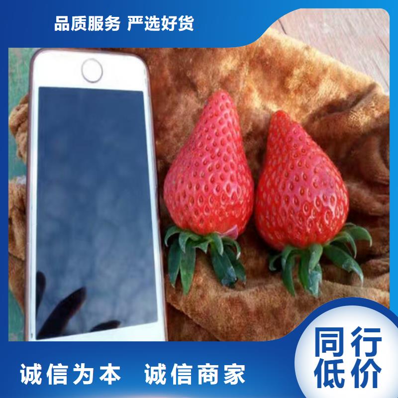 草莓苗紅富士蘋果樹苗顏色尺寸款式定制