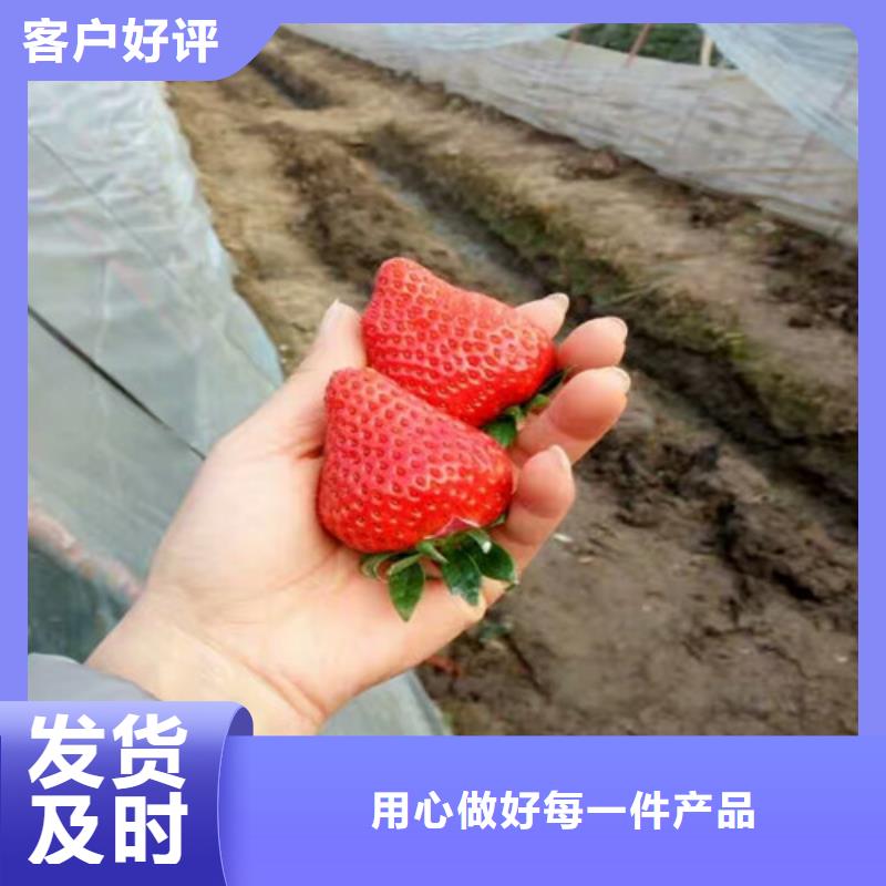 草莓苗【青苹果树苗】优质工艺