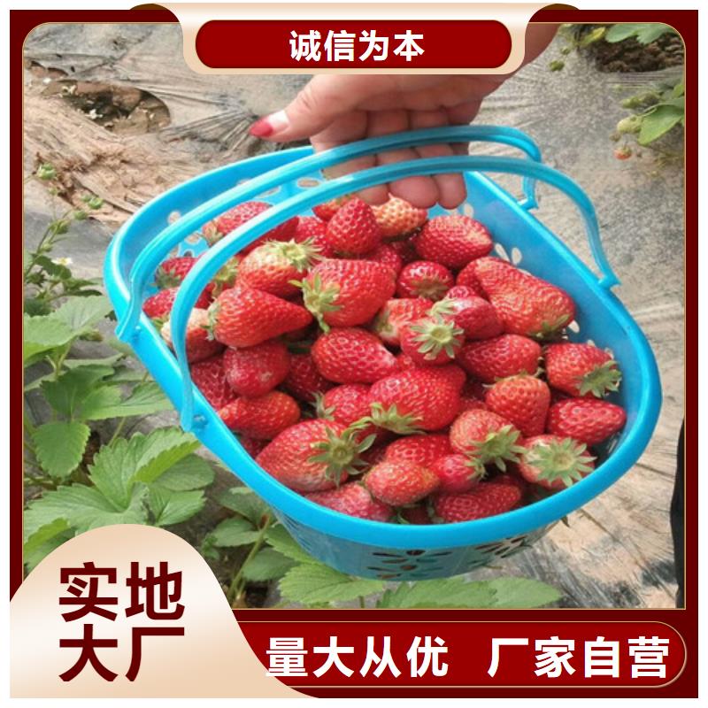 【草莓苗果樹苗批發基地好產品好服務】
