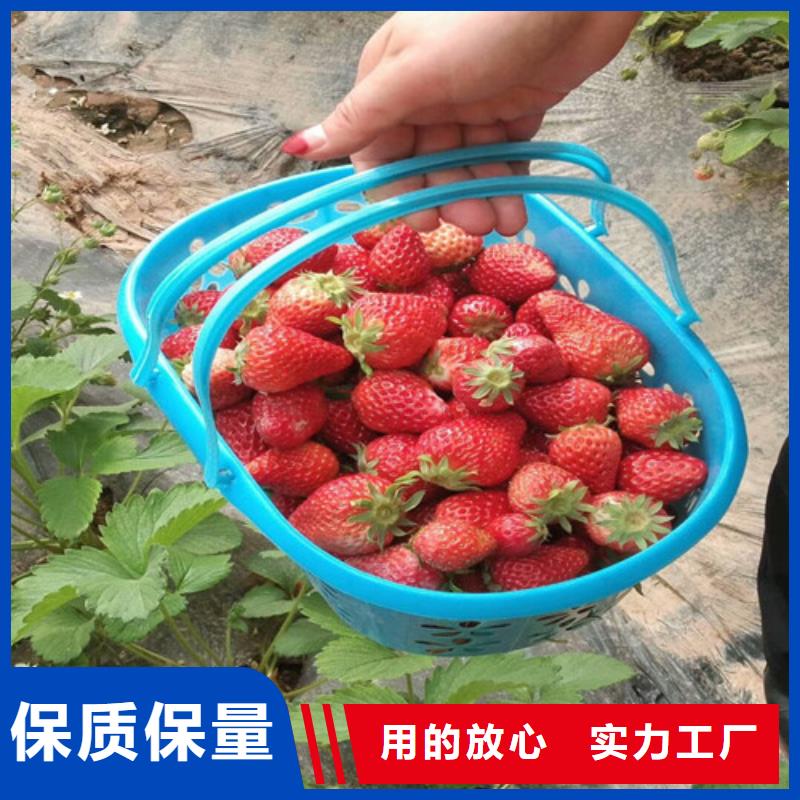 甜寶草莓苗