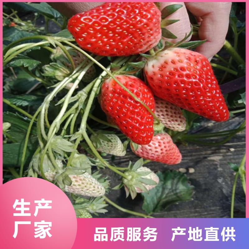 草莓苗無花果樹苗一件也發貨