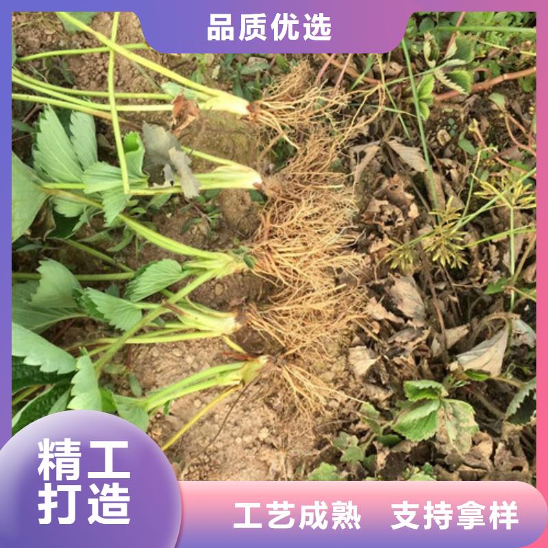 哪里有巧克力草莓苗，巧克力草莓苗品种齐全