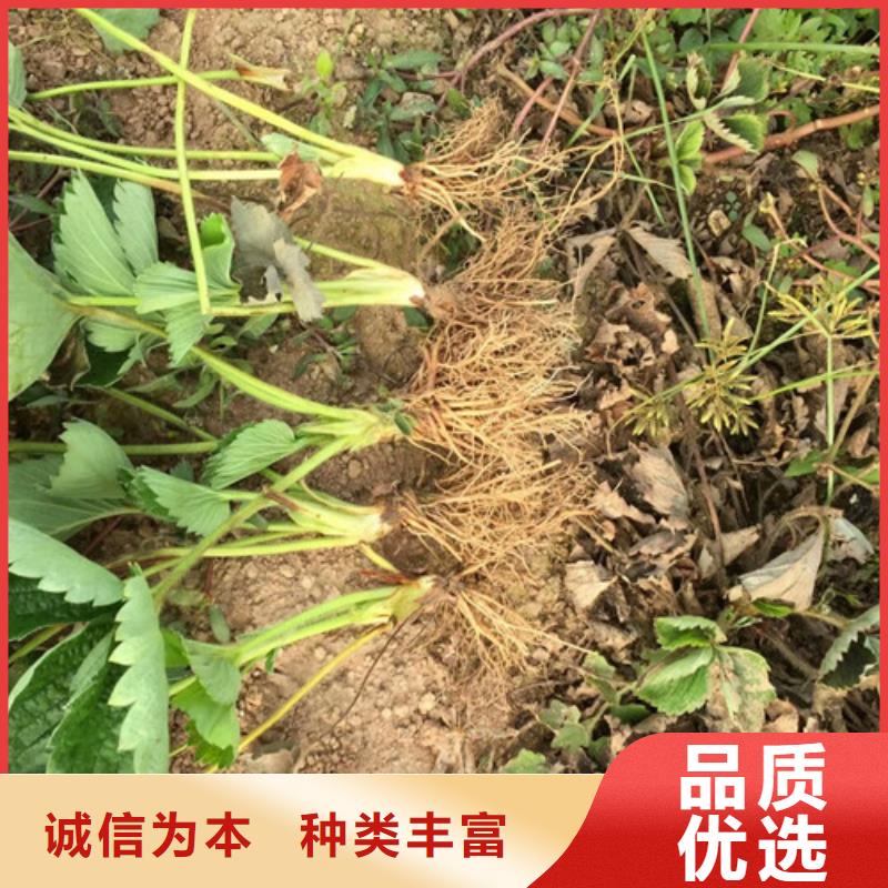 哪里批發(fā)甜查理草莓苗，甜查理草莓苗品種齊全