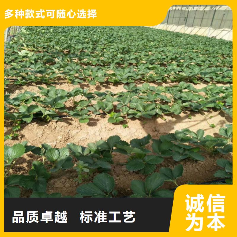 草莓苗徐香猕猴桃树苗批发供应