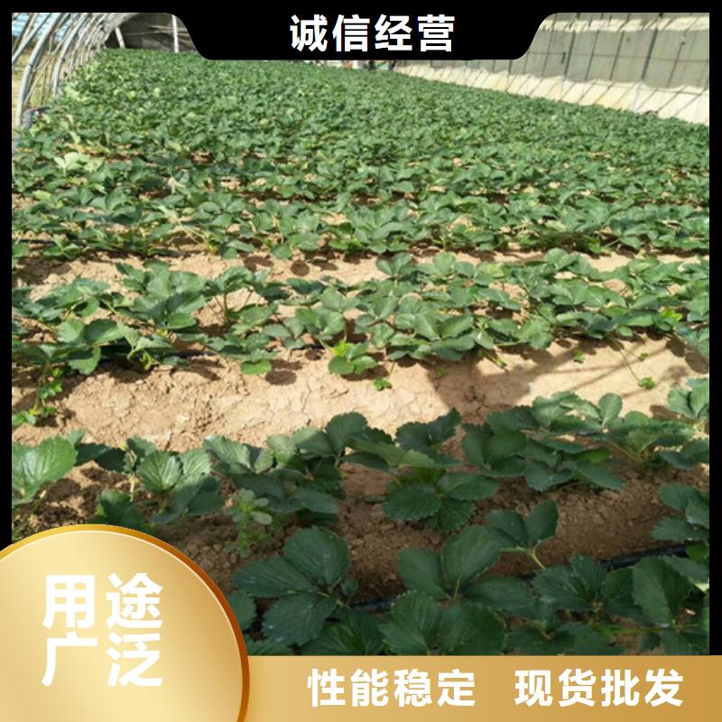 妙香草莓苗實力廠家放心選擇！