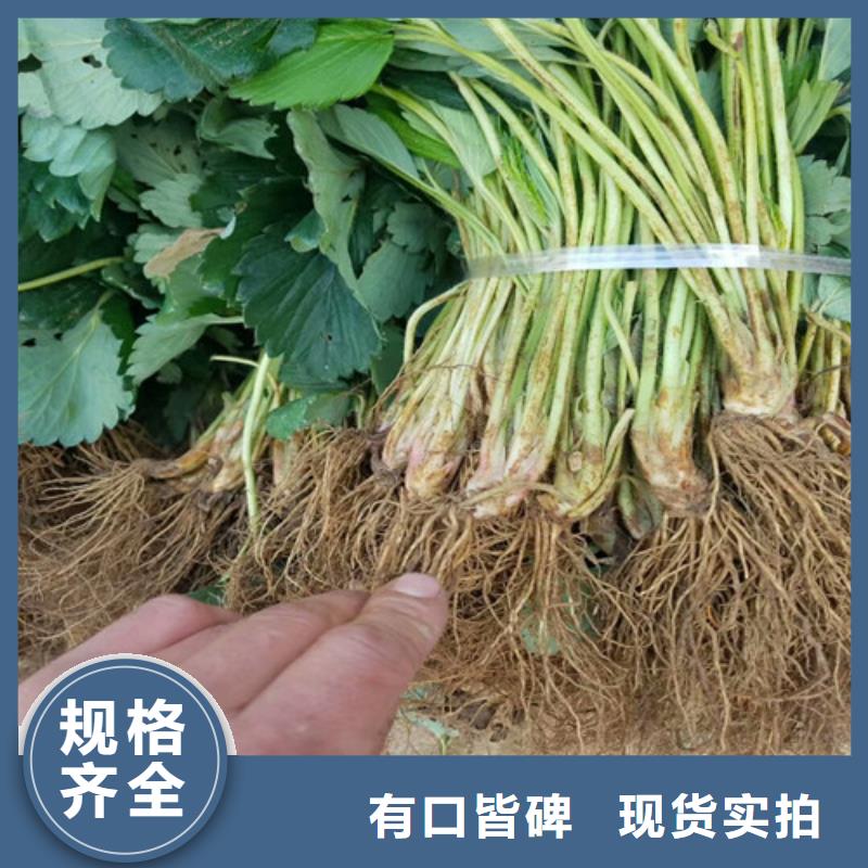 草莓苗梨樹苗基地購買的是放心