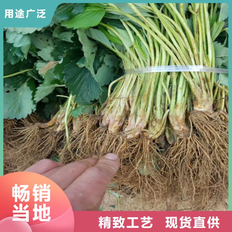 草莓苗桃树苗基地规格齐全实力厂家