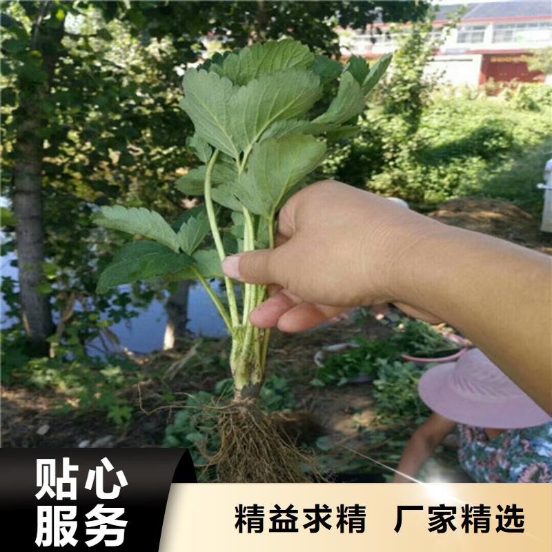 妙香草莓苗價格多少
