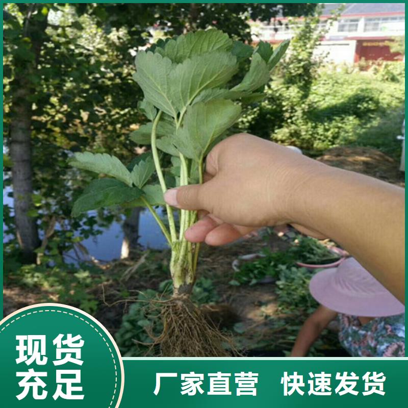 奶油草莓苗价格