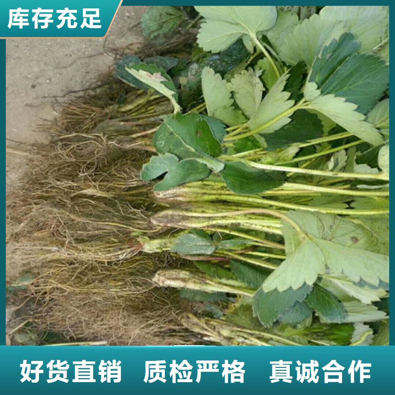 草莓苗_【蜂糖李子樹苗】應用廣泛