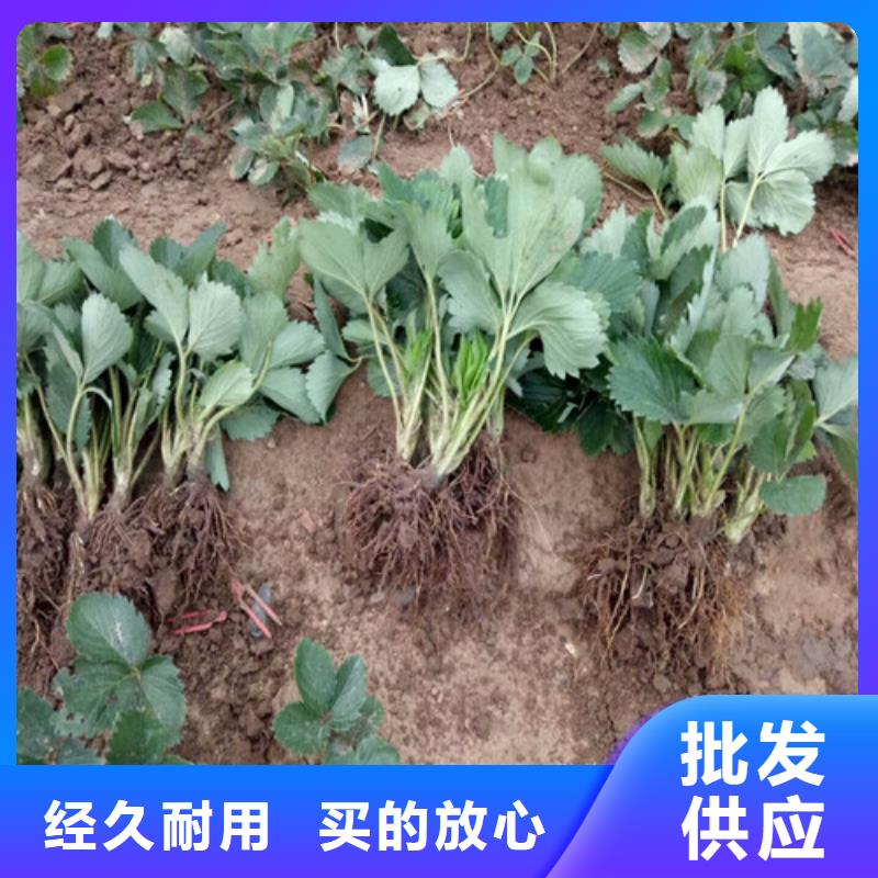 草莓苗_【蜂糖李子樹苗】應用廣泛