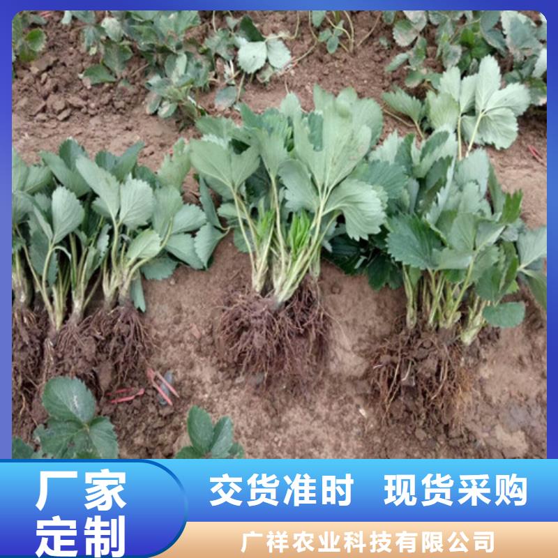 【草莓苗_黄金苹果树苗基地厂家直销】