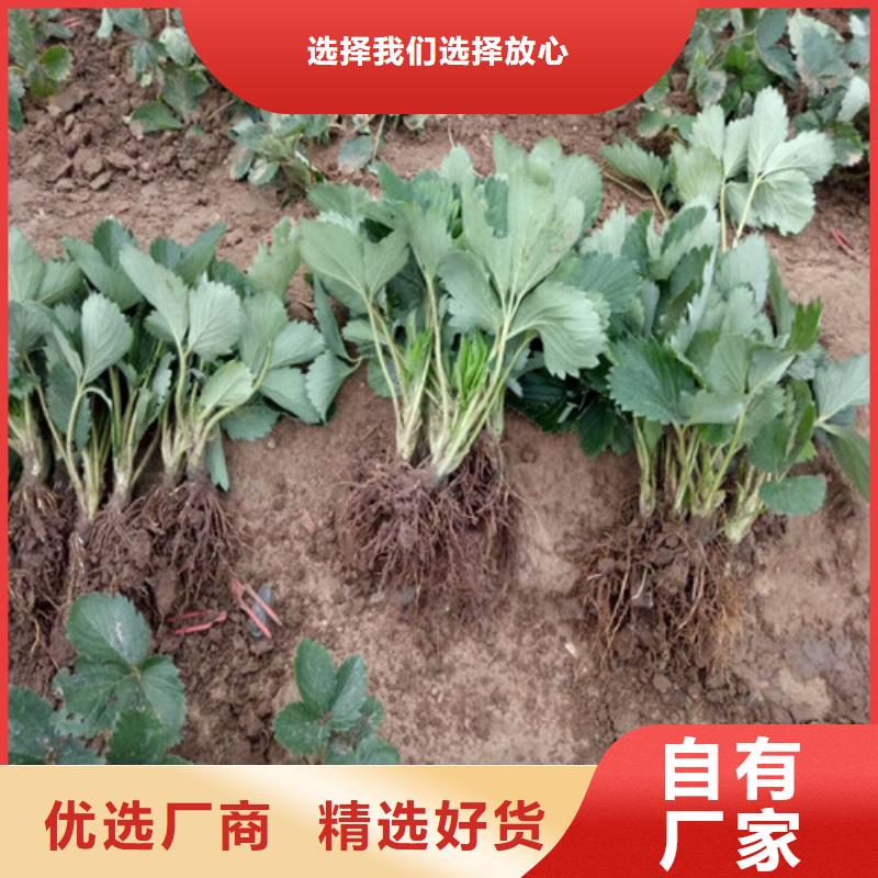 草莓苗梨树苗基地厂家直销直供