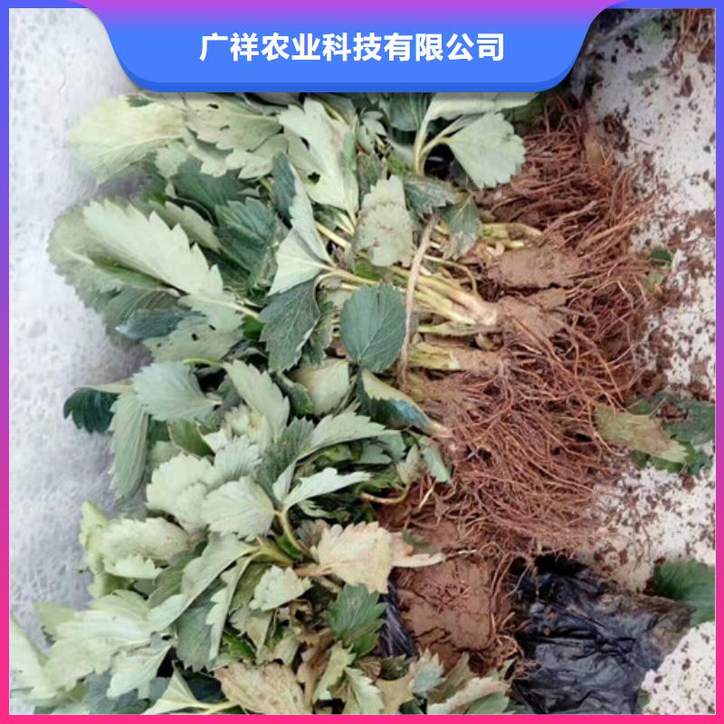 草莓苗,无花果树苗一站式厂家