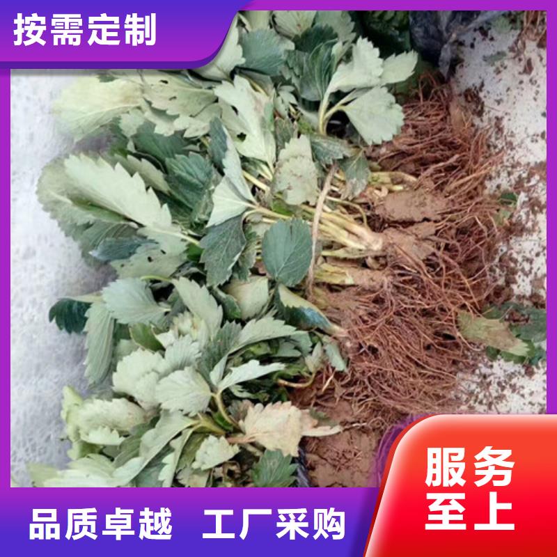 草莓苗,紅富士蘋果樹苗海量貨源