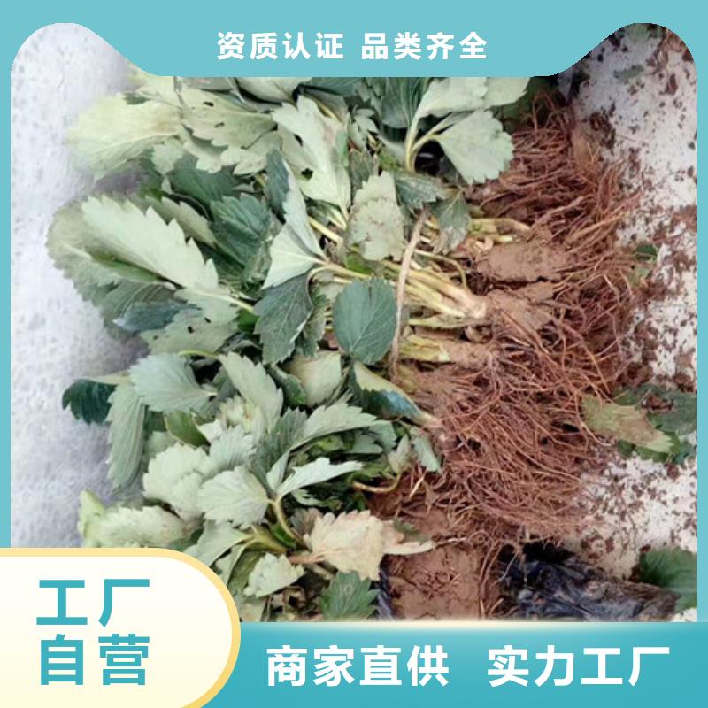 草莓苗柱状梨树苗产品参数
