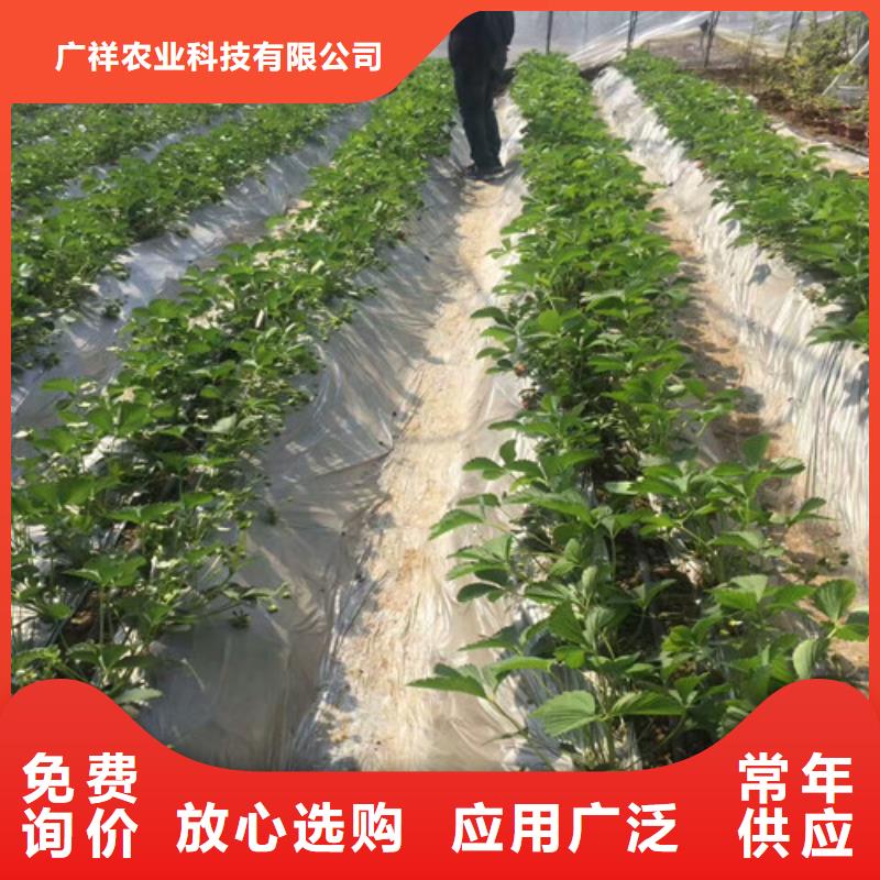 草莓種苗2025已更新(今日/動態(tài))
