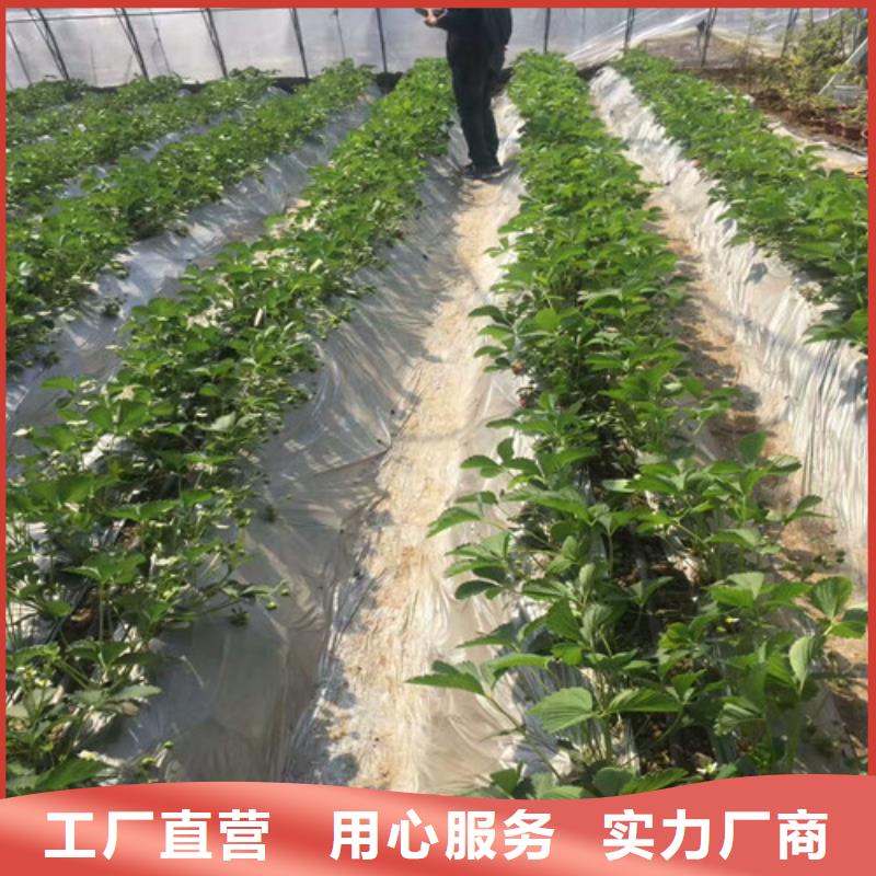 供應(yīng)艷麗草莓苗，艷麗草莓苗高產(chǎn)豐收