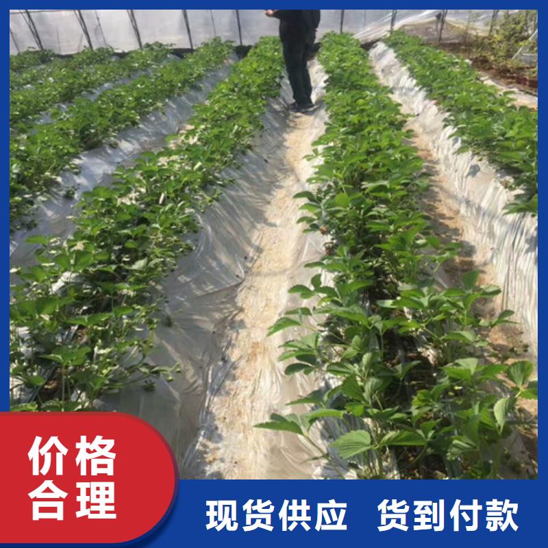 质量好的白雪公主草莓苗厂家