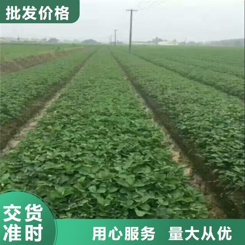妙香草莓苗價格多少
