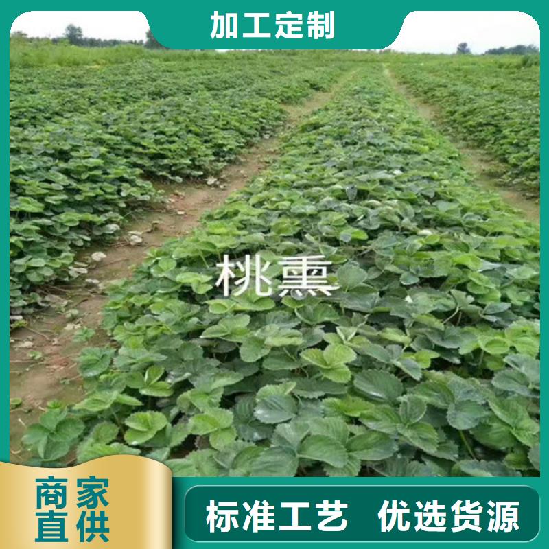 草莓種苗廠家供應