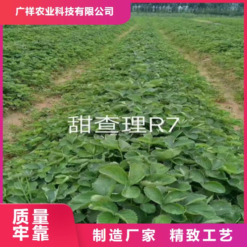 草莓苗桃树苗品质信得过