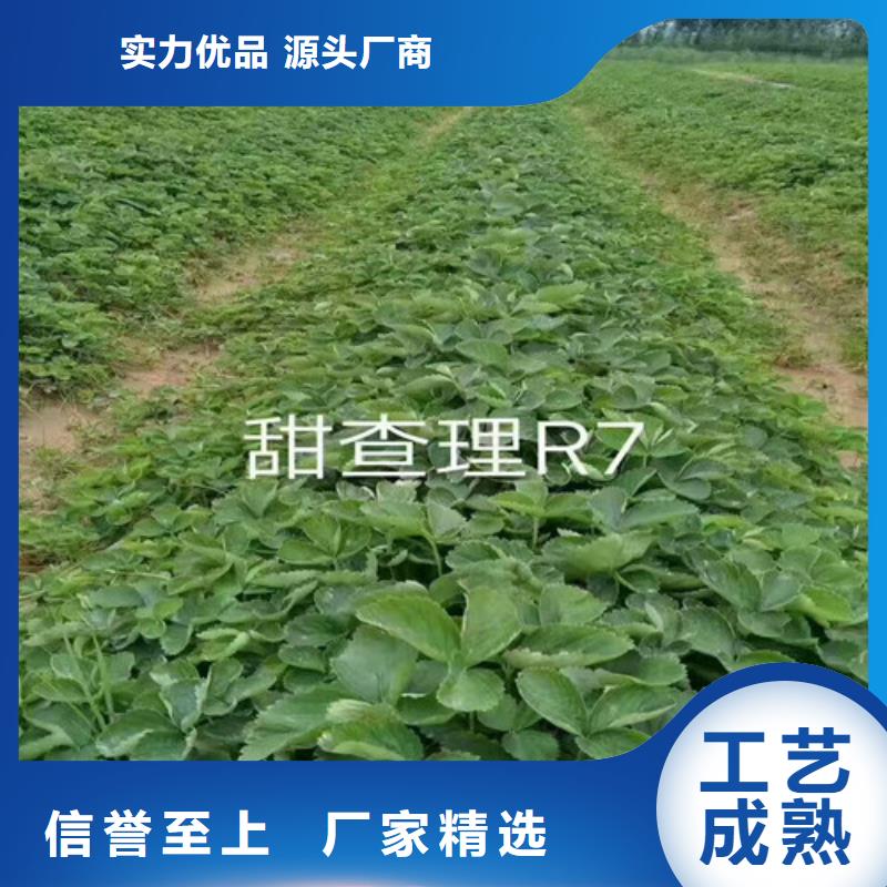 【草莓苗果樹苗批發基地好產品好服務】