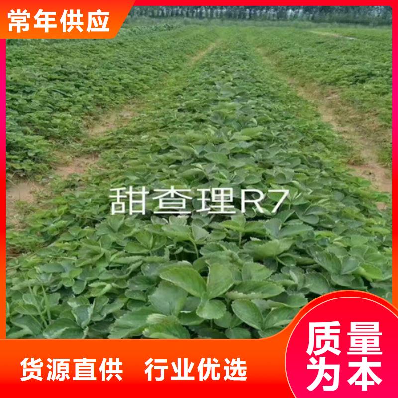 草莓苗蓝宝石葡萄树苗优良工艺
