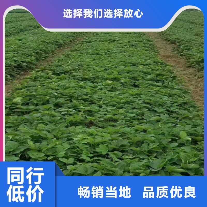 【草莓苗】,大棚草莓苗支持大小批量采购