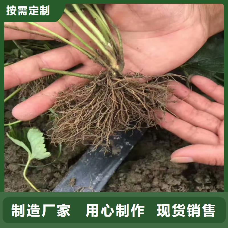 哪里供应宁玉草莓苗，宁玉草莓苗哪里好