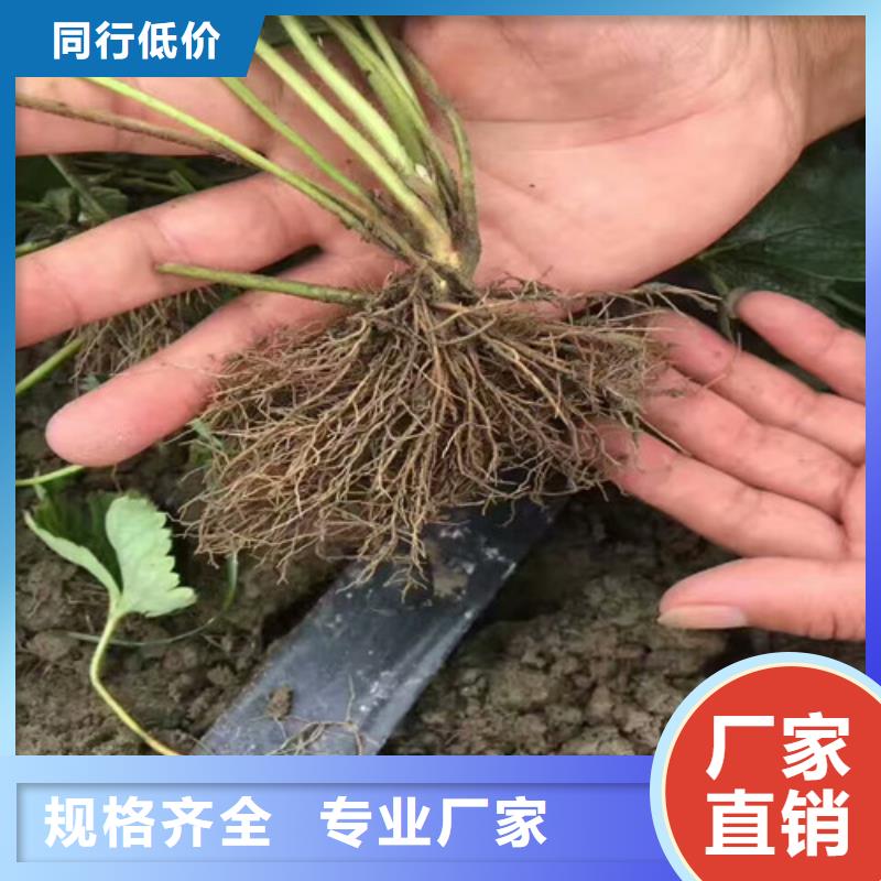 草莓苗-胭脂脆桃樹苗從廠家買售后有保障