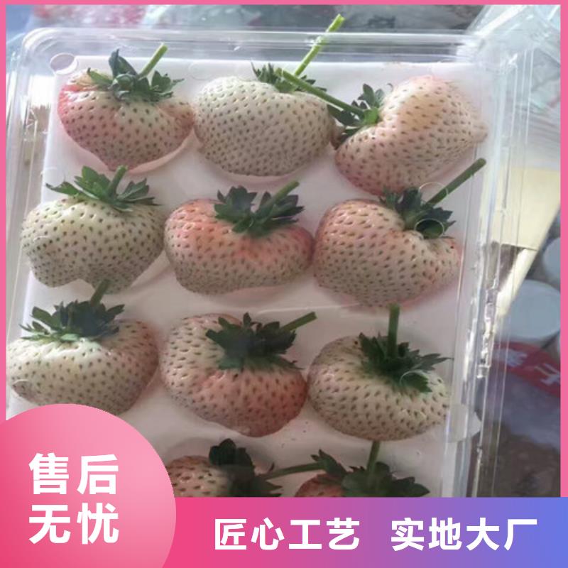 草莓苗,蘋果苗基地優選好材鑄造好品質