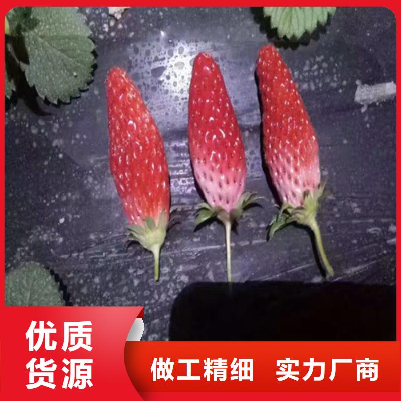 草莓苗桃树苗基地规格齐全实力厂家