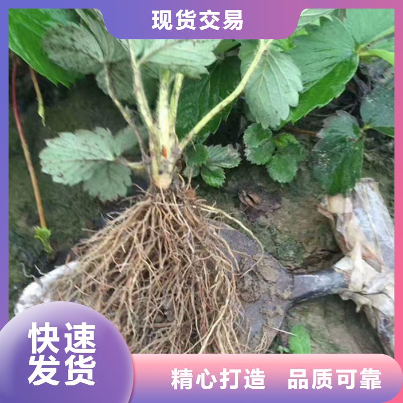 一年生章姬草莓苗，章姬草莓苗種植條件