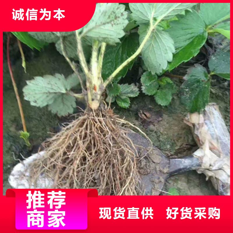 【草莓苗】_桃树苗基地按需设计