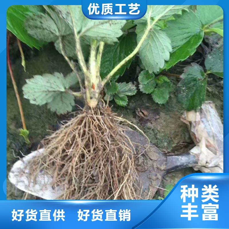 紅頰草莓苗育苗廠家