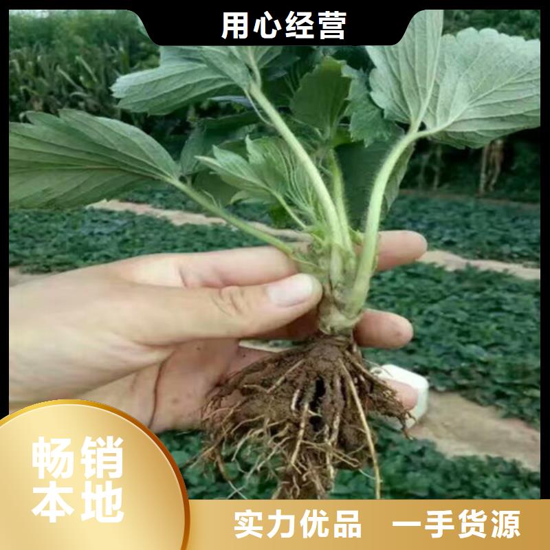 草莓苗大棚草莓苗工廠自營