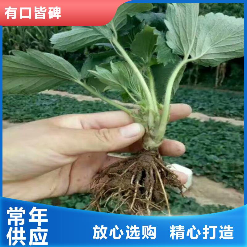 妙香草莓苗批发价格