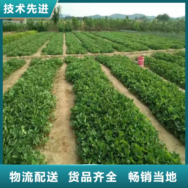 草莓苗西梅樹苗定制零售批發