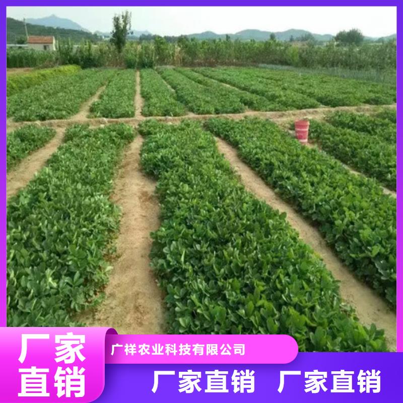 妙香草莓苗品种选择