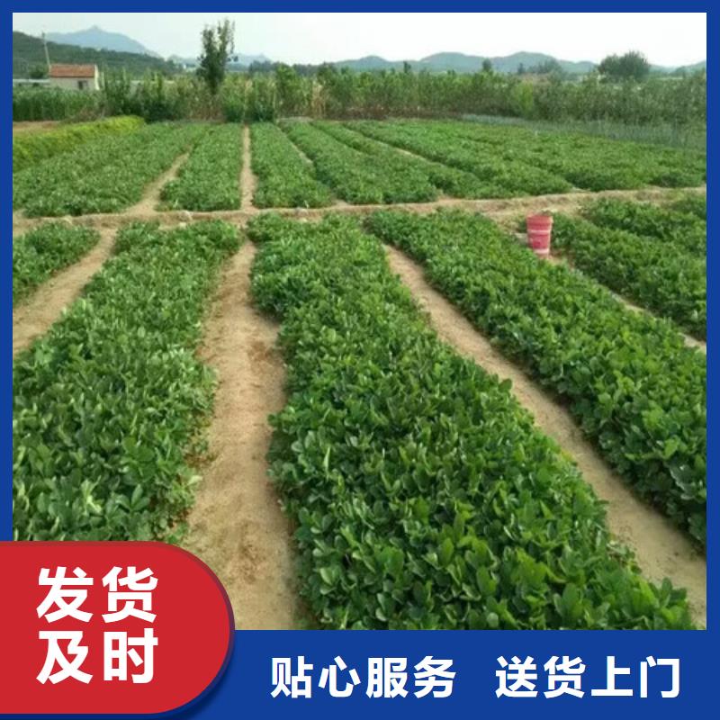 草莓苗草莓苗价格大量现货