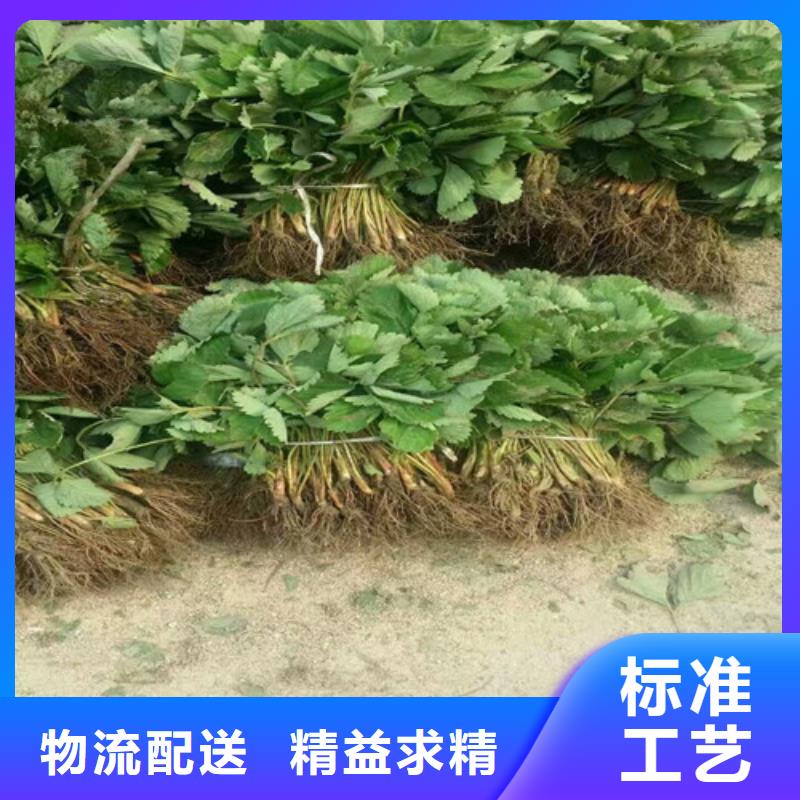 草莓苗無花果樹苗一件也發貨