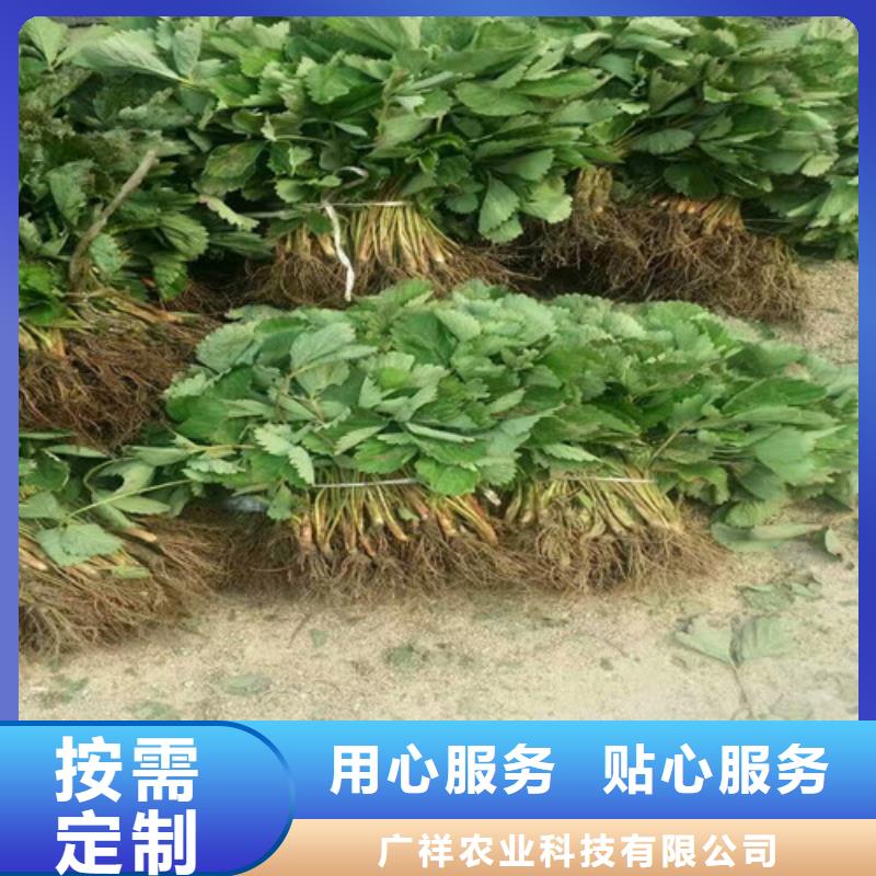 白草莓苗