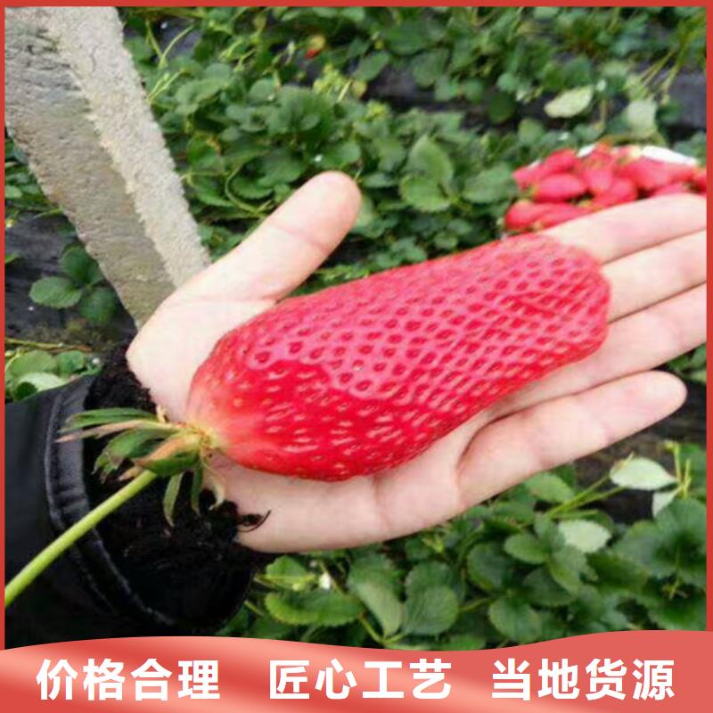 草莓種苗2025已更新(今日/動態(tài))