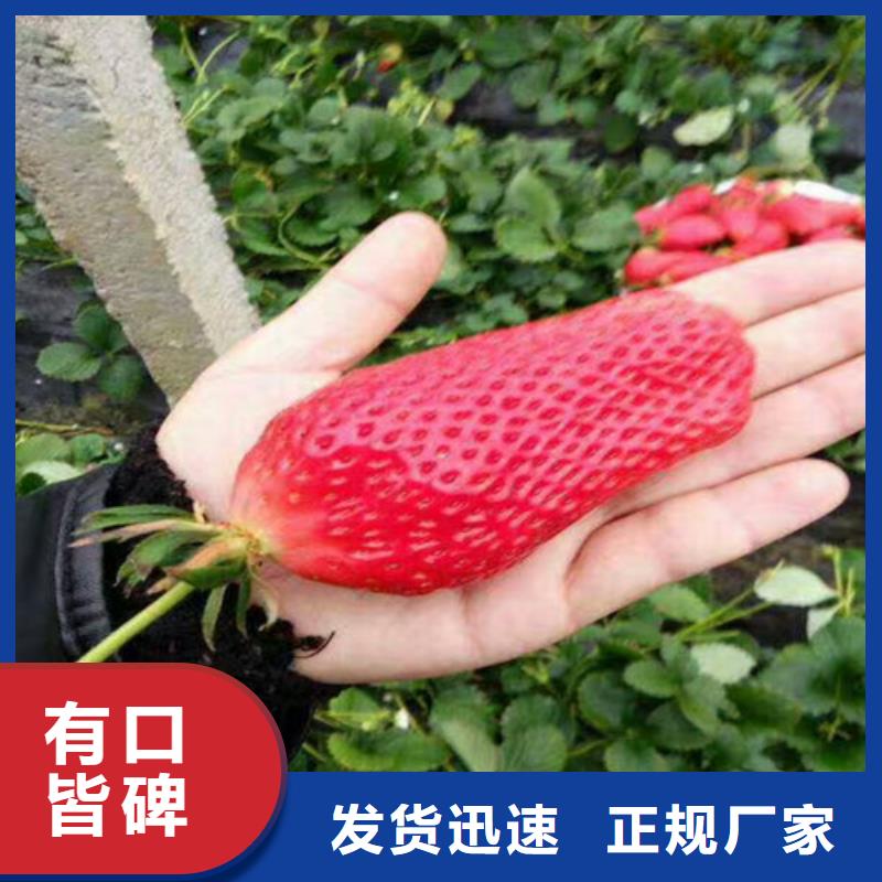 草莓苗葡萄苗自產自銷