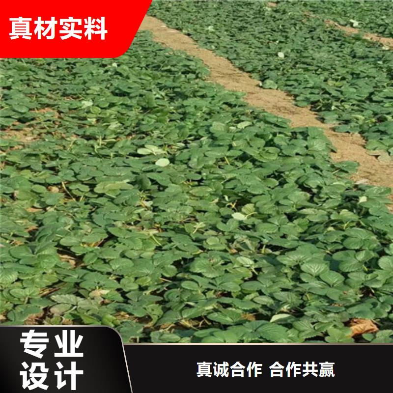 草莓苗-大棚草莓苗敢与同行比价格