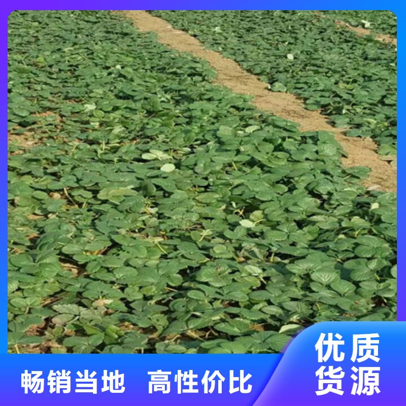 一年生章姬草莓苗，章姬草莓苗種植條件