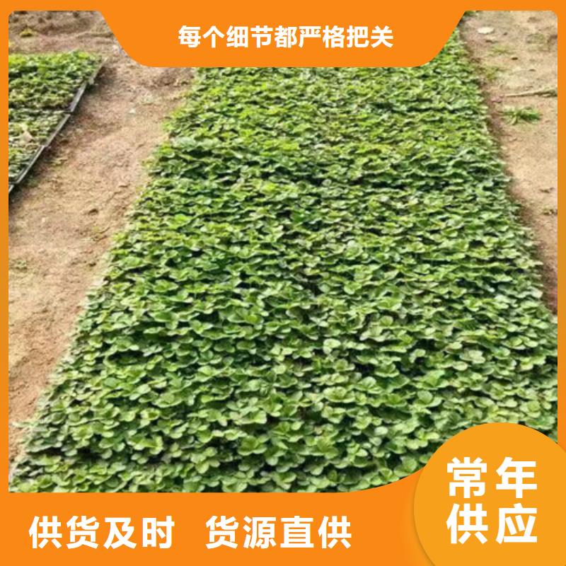 白果草莓苗價格多少