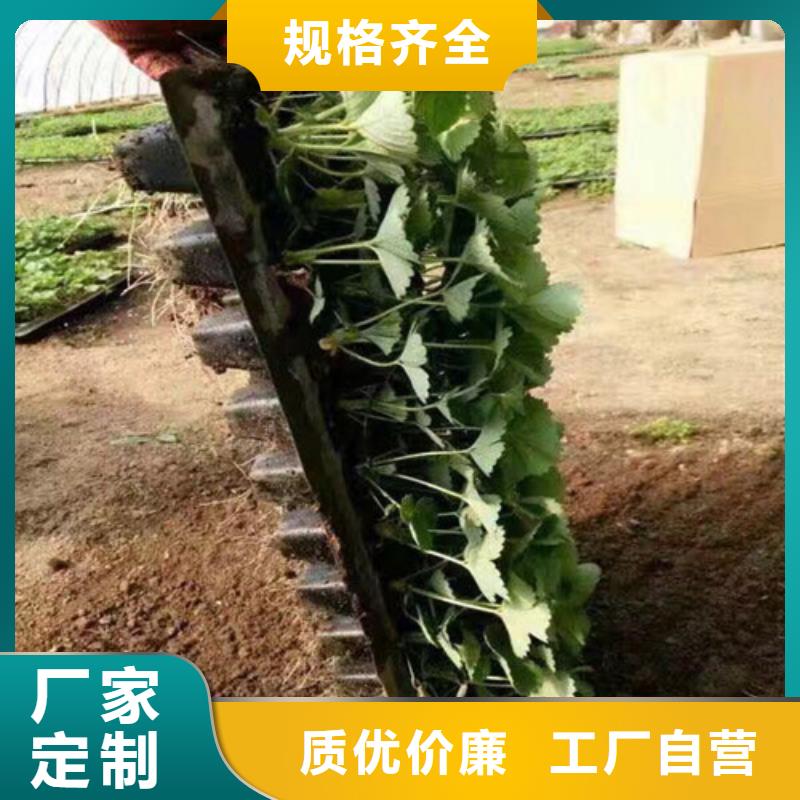 妙香草莓苗價格